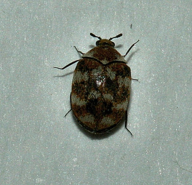 Anthrenus (Nathrenus) cf verbasci